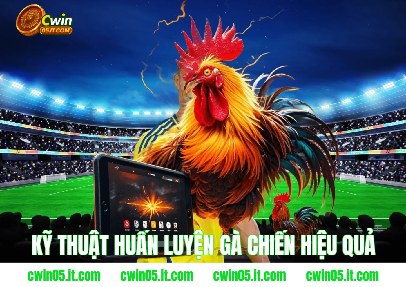 Kỹ thuật huấn luyện gà chiến hiệu quả